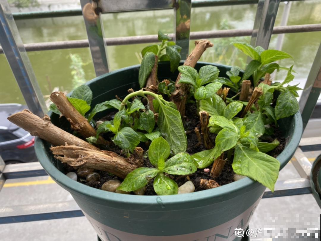 “外甥正月不剃头”，8种花正月不能剪，还要再忍1个月