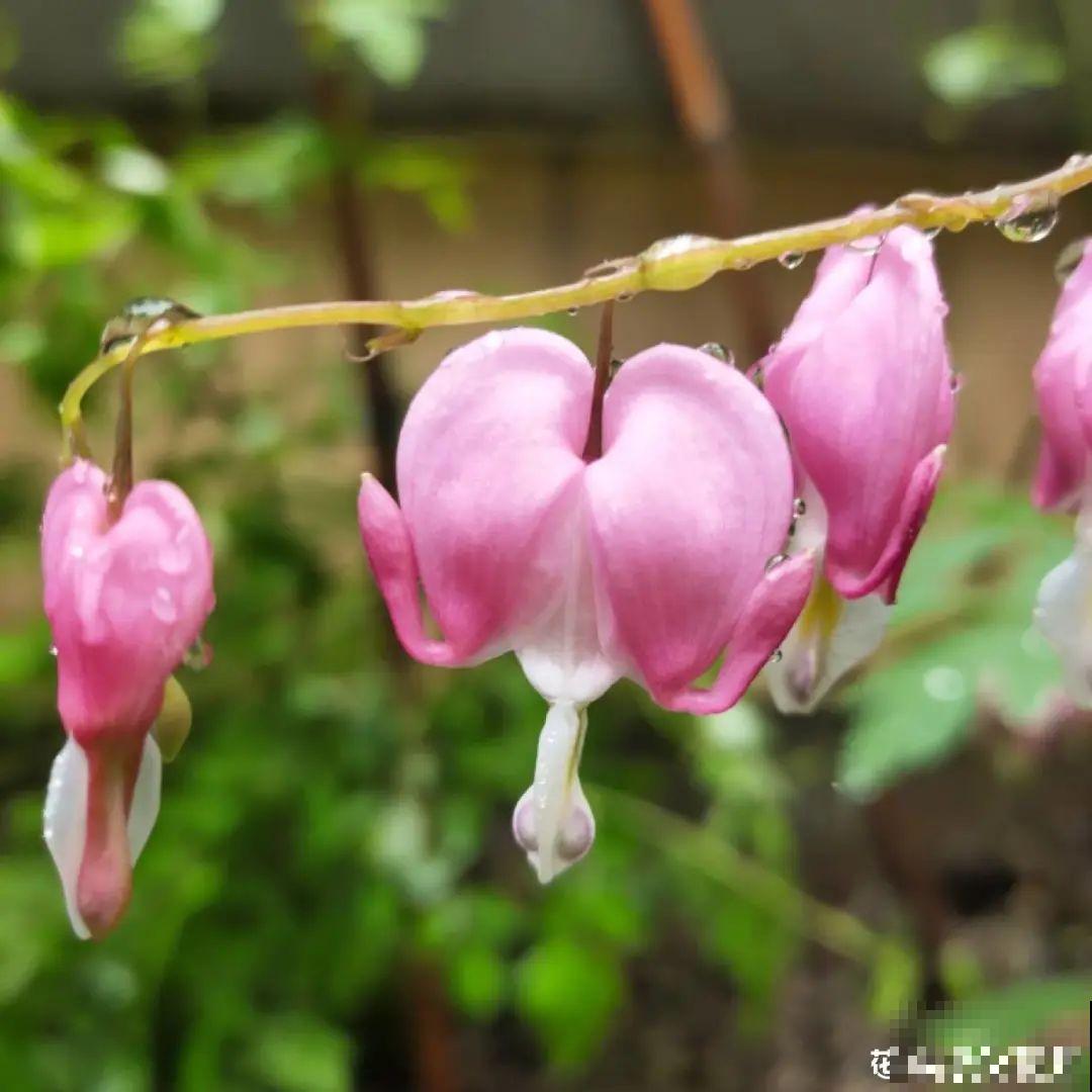 家里养盆荷包牡丹,荷包满满,富贵吉祥寓意好! 家里养盆荷包牡丹,荷包满满,富贵吉祥寓意好!