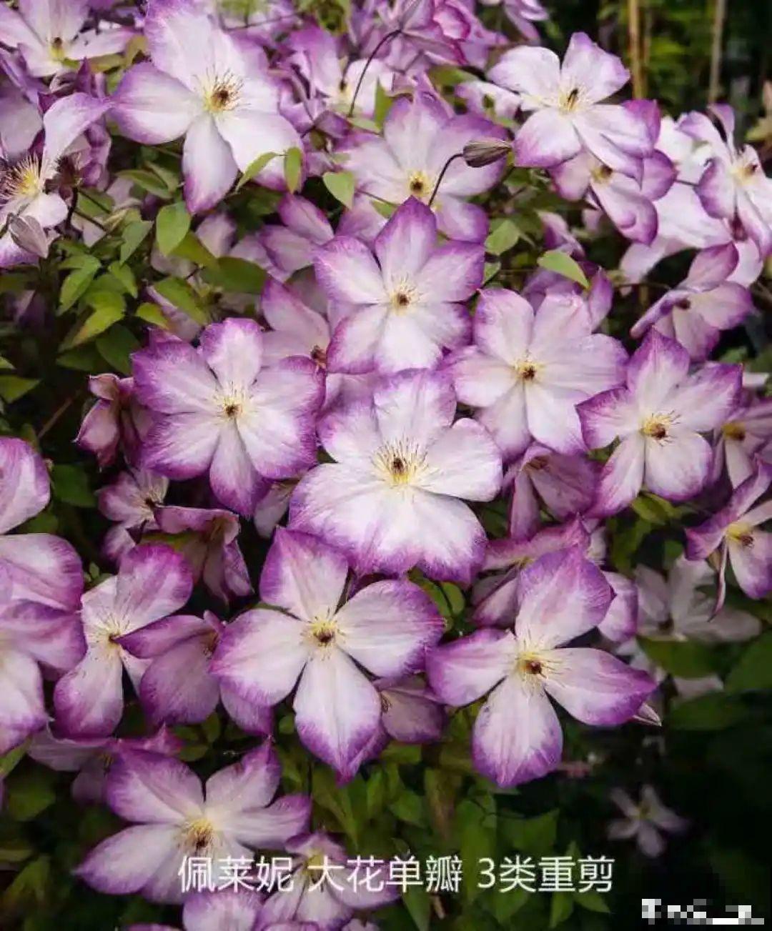 花园三剑客也要换盆,越冷长得越旺,明年呼呼开花 花园三剑客也要换盆,越冷长得越旺,明年呼呼开花