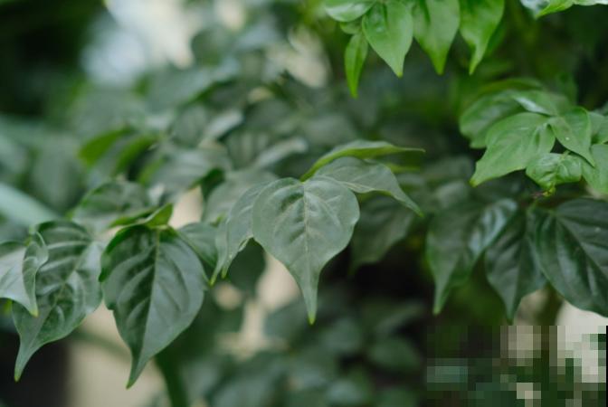 幸福树买回家,叶子卷成“自来卷”,究竟是为啥 幸福树买回家,叶子卷成“自来卷”,究竟是为啥