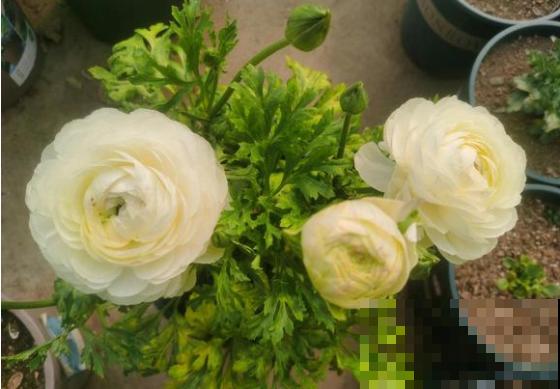 一种花被称作“小牡丹花”,能开花3个月,比玫瑰花还好看 一种花被称作“小牡丹花”,能开花3个月,比玫瑰花还好看