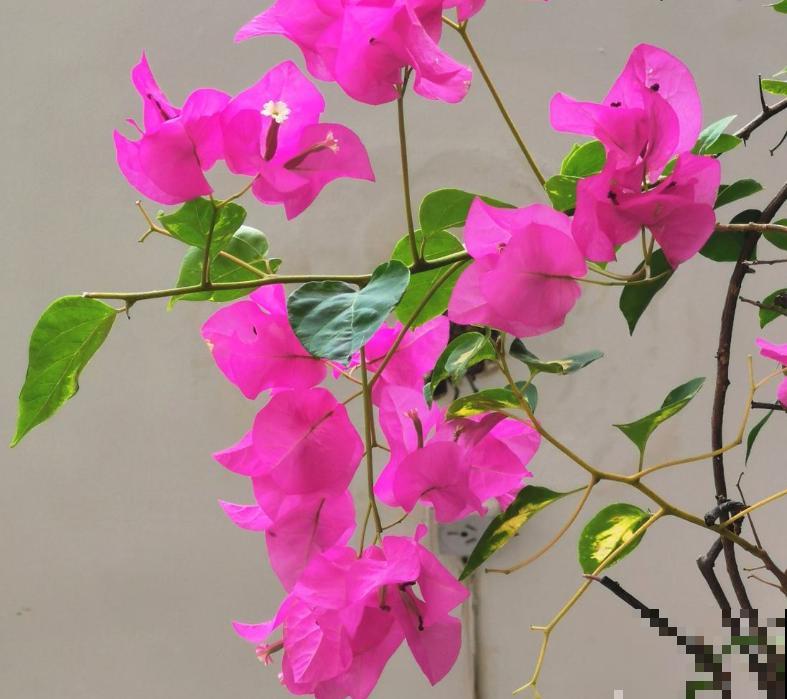 春天想让三角梅爆开花,要注意5点养护,阳台变花园 春天想让三角梅爆开花,要注意5点养护,阳台变花园