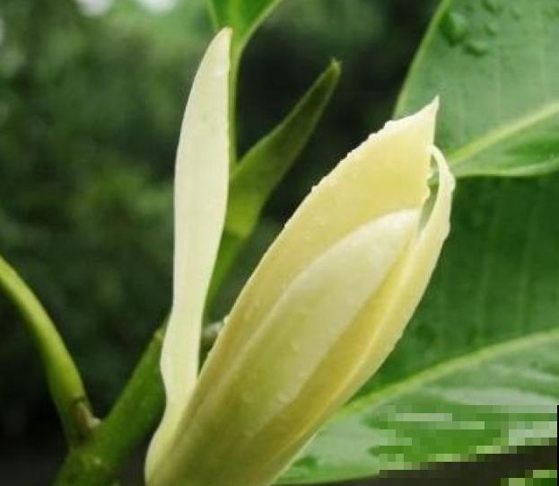 黄角兰叶子发黑，原因主要是这4点，注意好不再犯