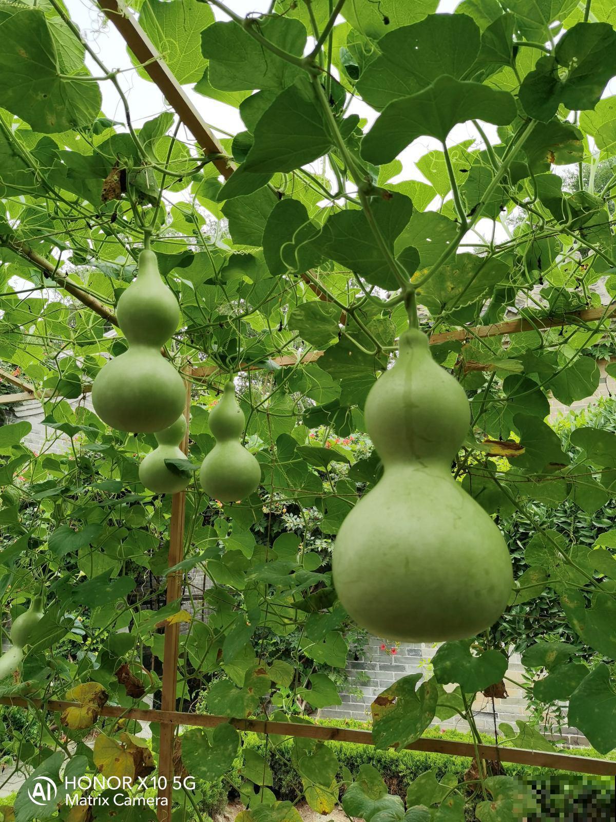 三月过后种葫芦,一根藤上长七个,当成艺术品价格翻十倍 三月过后种葫芦,一根藤上长七个,当成艺术品价格翻十倍