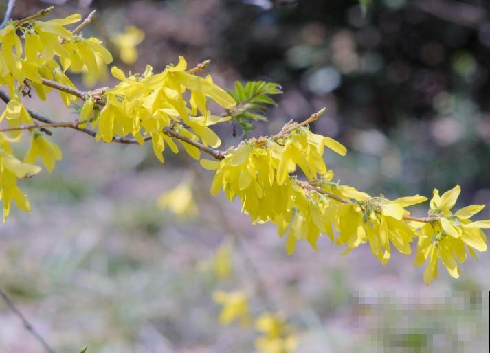一种花叫“寸金花”，开花金灿灿，还有招财好兆头