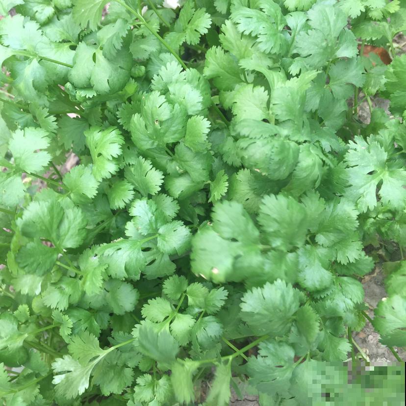 一把香菜头种土里,呼呼长出香菜苗,今年不愁吃 一把香菜头种土里,呼呼长出香菜苗,今年不愁吃