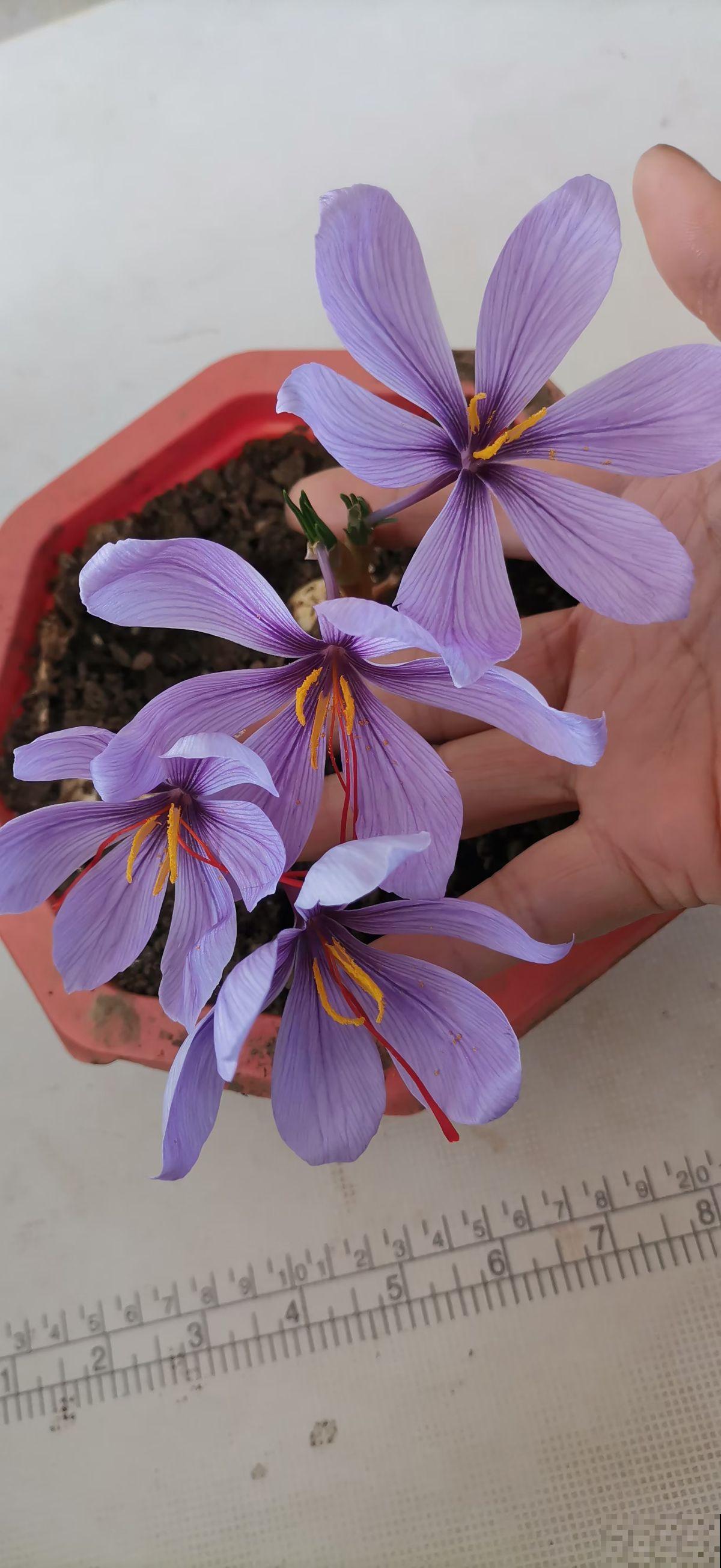 一个种球埋土里，开出“贵货养人花”，市场上好几百一斤