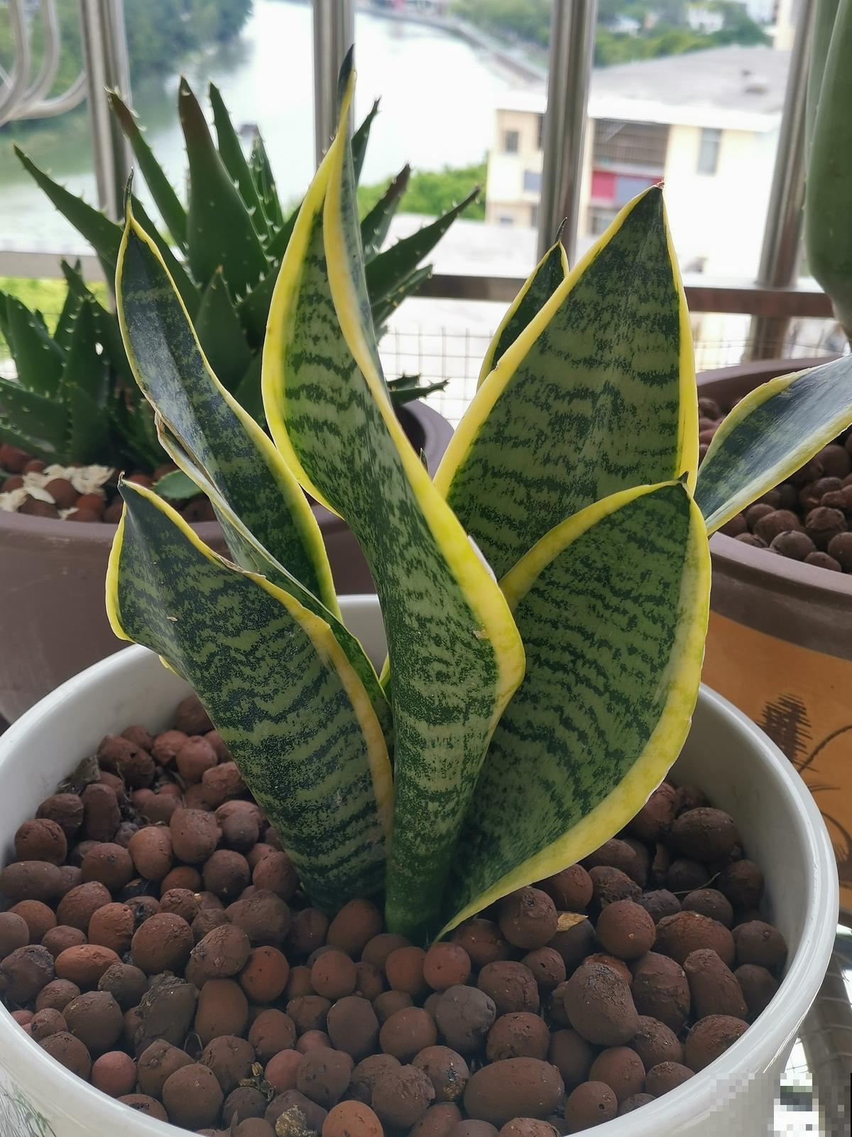 1种招财花,养在家里特省心,还有养人养生作用 1种招财花,养在家里特省心,还有养人养生作用