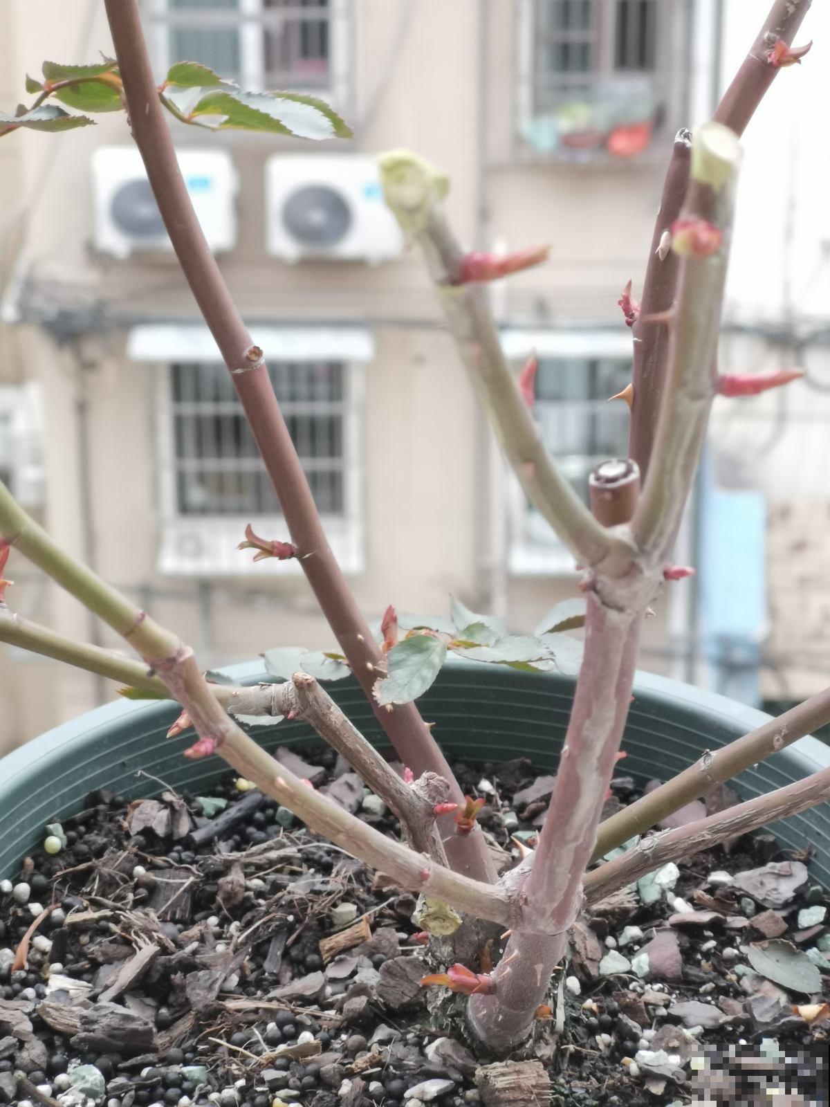 冬天“半死不活”的花，一剪子下去“起死回生”，修剪千万别心软