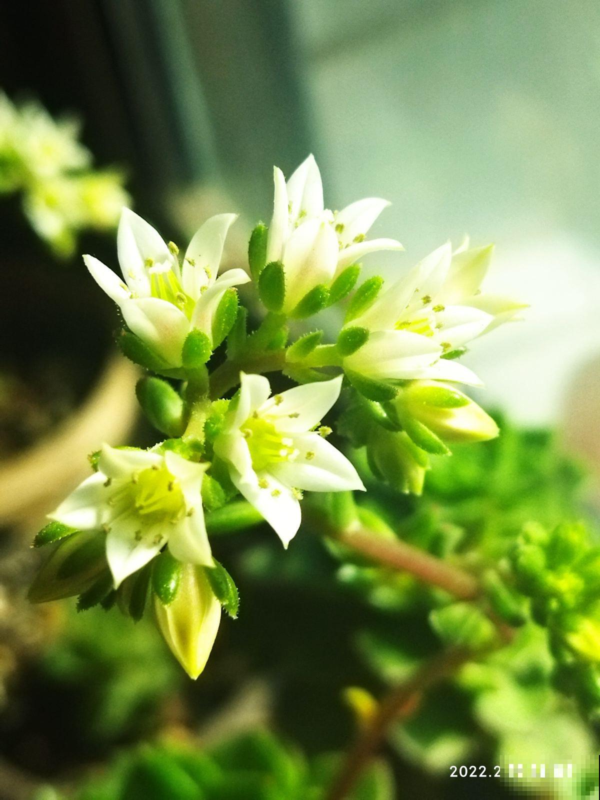 养花20年,教会了我15个人生道理,心态180°大转变 养花20年,教会了我15个人生道理,心态180°大转变