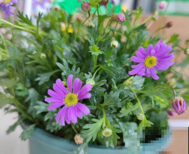 夏天养盆姬小菊，这4点要知道，不注意小心养不活