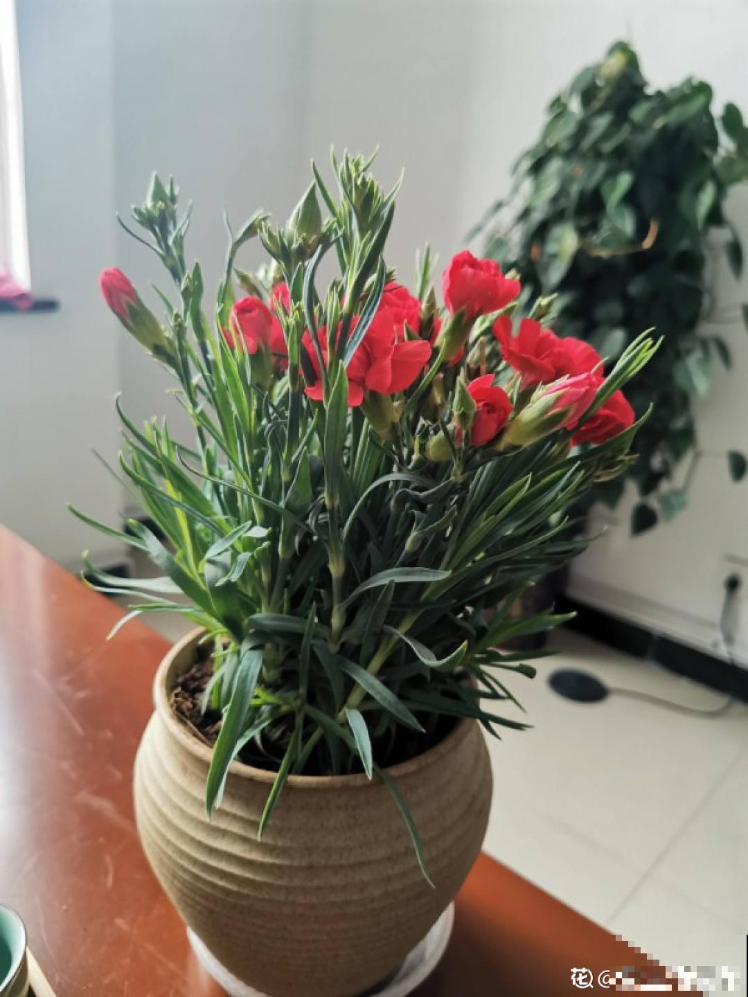 1种花满盆花苞,春天养正好,爆盆很容易 1种花满盆花苞,春天养正好,爆盆很容易