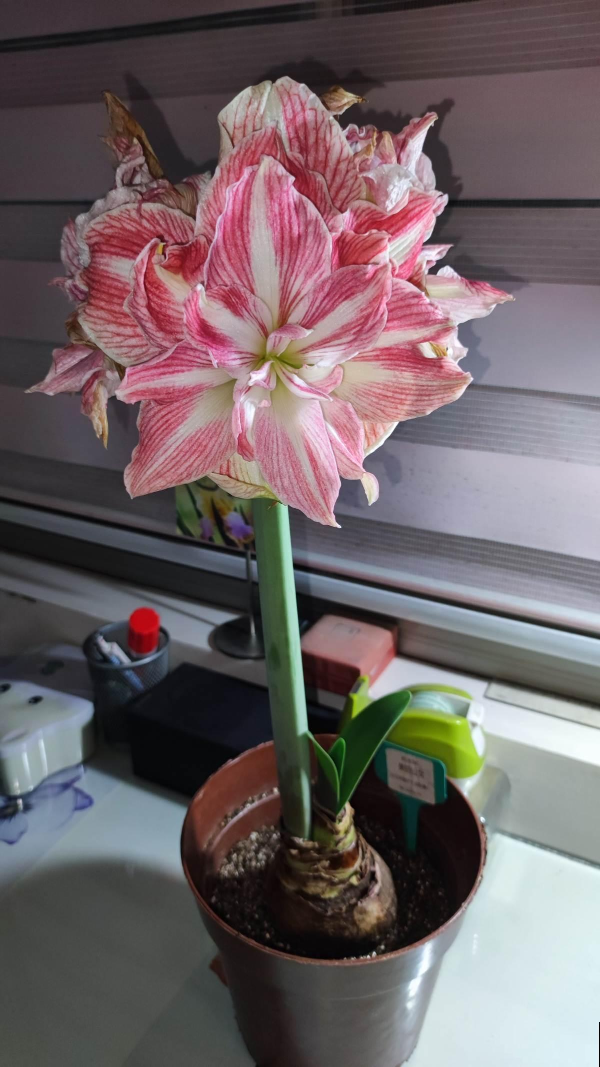 养花要注意,家中4个地方不能放花,后果承担不起 养花要注意,家中4个地方不能放花,后果承担不起