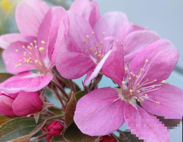 豆饼要想发酵，这3点要知道，学会不用买肥料