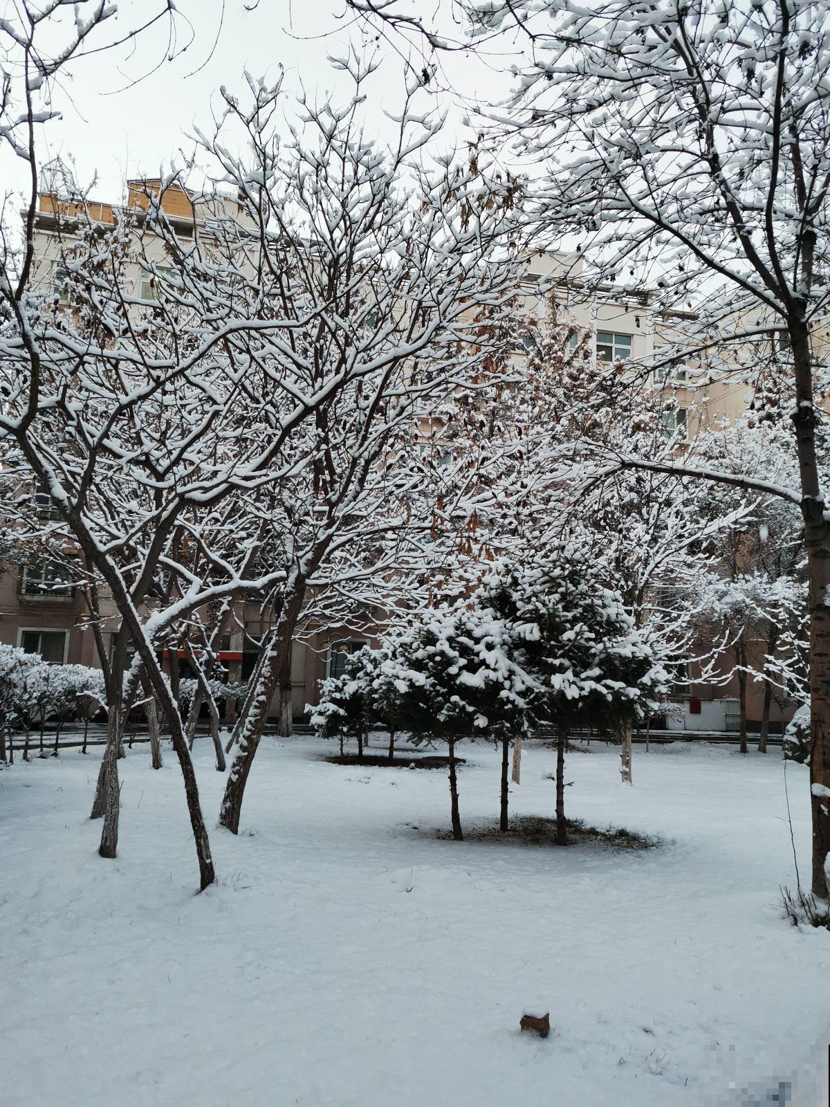 下雪天,露养植物会结冰,及时处理才能安全越冬 下雪天,露养植物会结冰,及时处理才能安全越冬