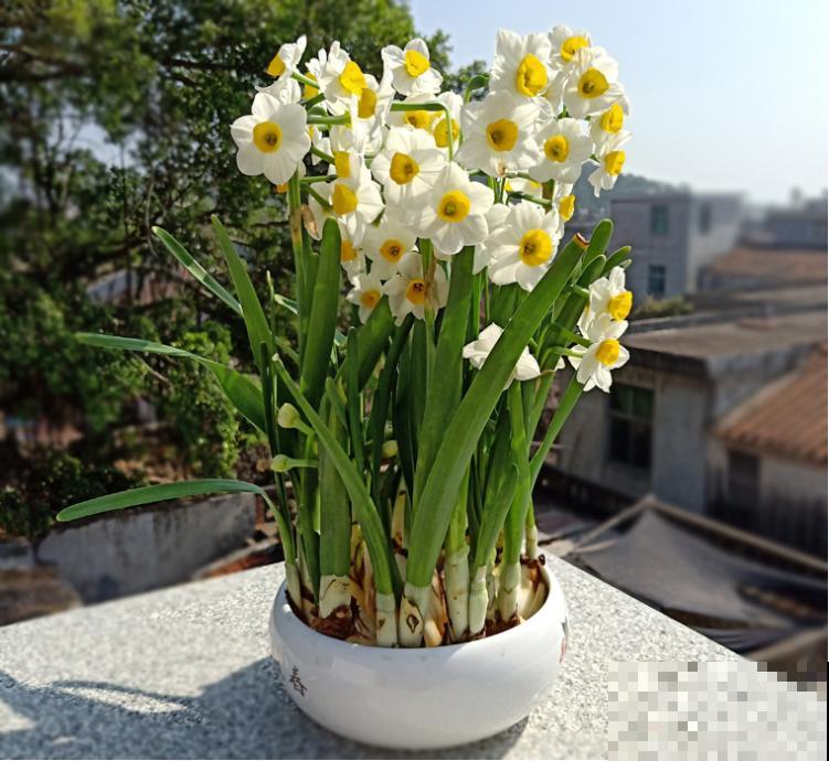 花68888元买棵桔子树，新年沾满“桔气”，来年“大吉大利”！