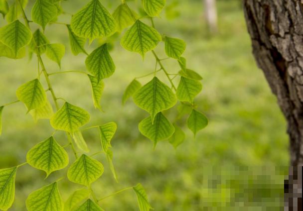 1种树堪称佛教的“灵树”,养在家里有福气,满满好兆头 1种树堪称佛教的“灵树”,养在家里有福气,满满好兆头