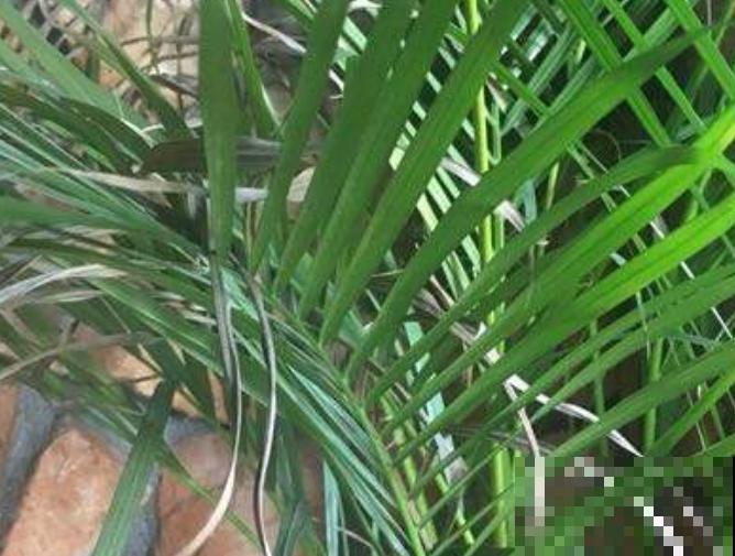 凤尾竹叶子全干枯,做好4点,轻松爆盆冒新芽 凤尾竹叶子全干枯,做好4点,轻松爆盆冒新芽