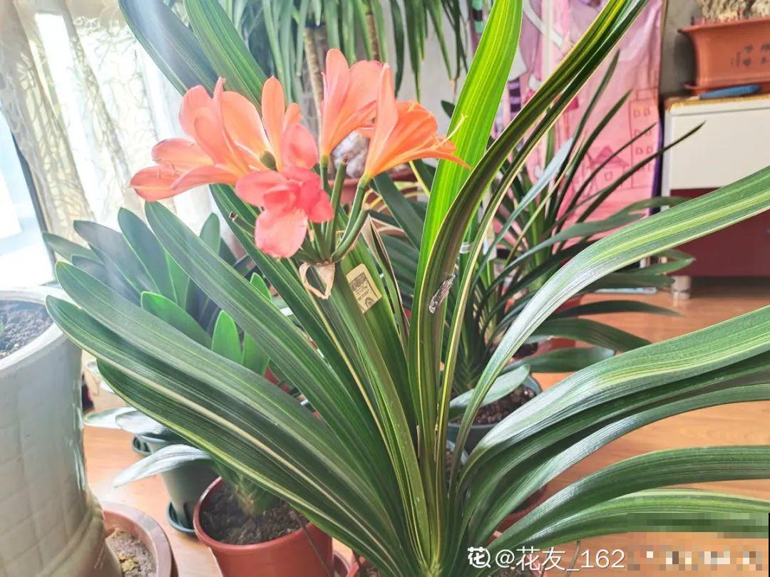 君子兰喝点油,爆花效果好,年年开出大花球 君子兰喝点油,爆花效果好,年年开出大花球