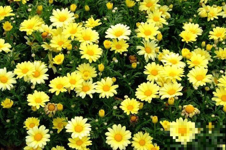 春天爆花的7种花，个个都有福气，加点酸水更爆盆