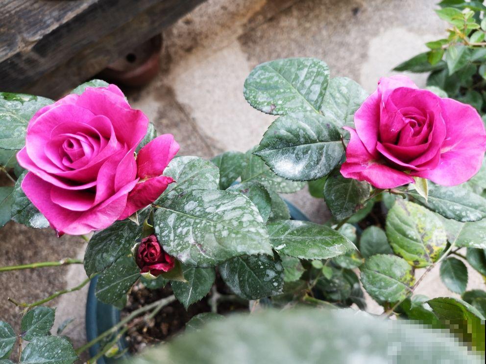 春天一到，10种常见月季，浓香又爆花，赶紧养起来