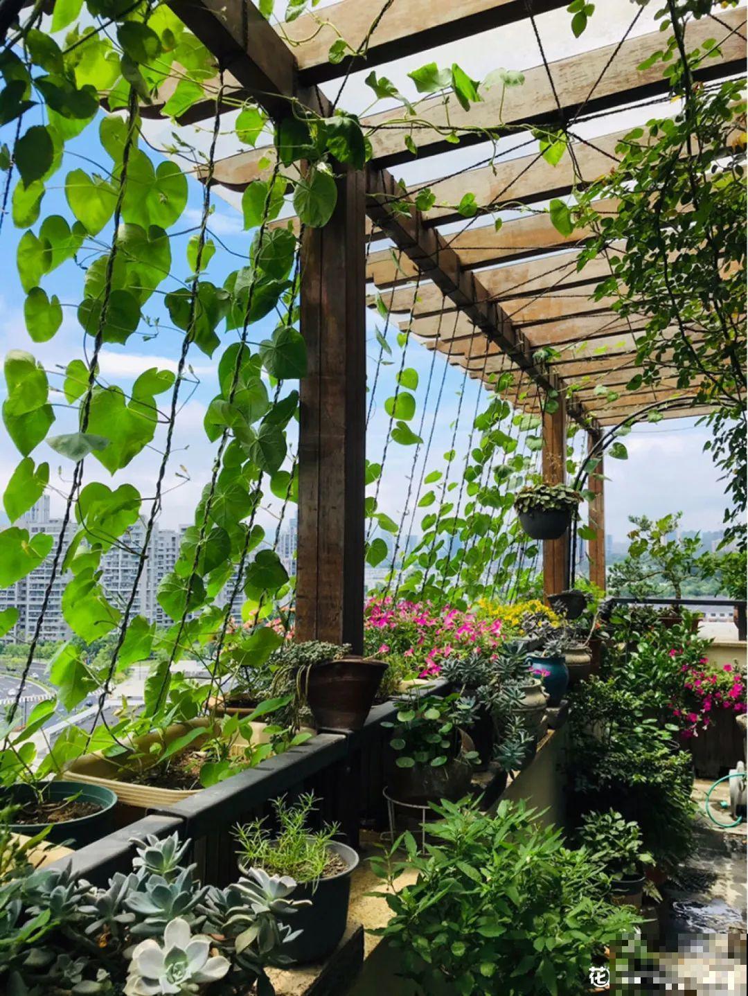 这9种“看家花”，70、80后难忘记，00后不认识！