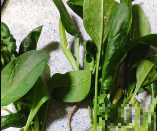 在家要想水培蔬菜，就选这5种，好养长得快