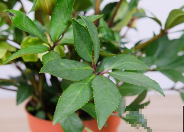 铁筷子养殖要想长花苞，这4步要注意，养好很简单