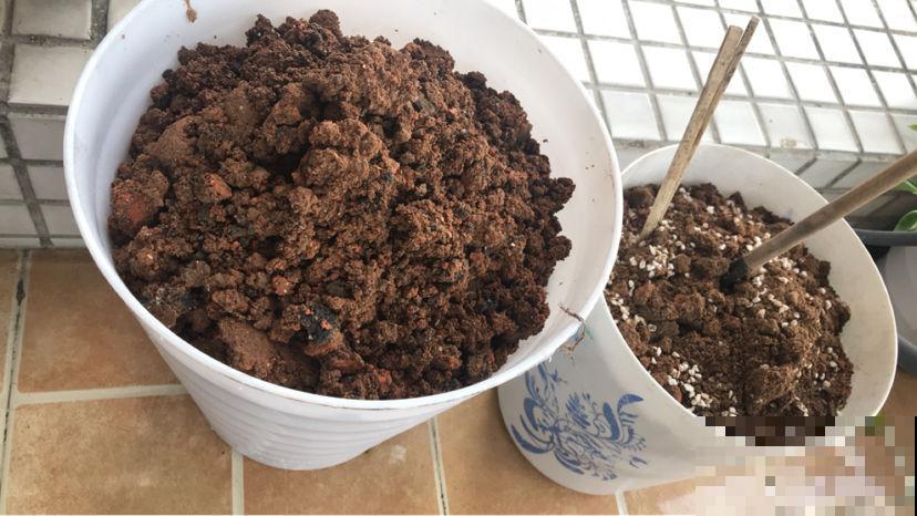 路边的煤渣子，可是养花好宝贝，省一大笔买土钱