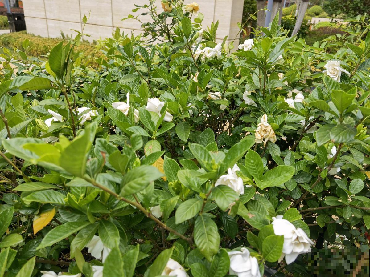 30种春天的路边花，都很常见，却很少知道叫什么