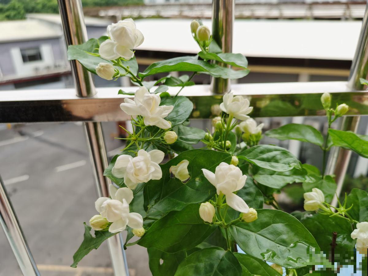 养花最怕3件事，但凡你中招了，说明不适合养花