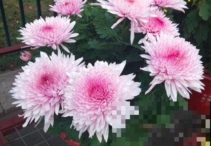 一种花很有名，但婆婆不让我养，只因为不吉利