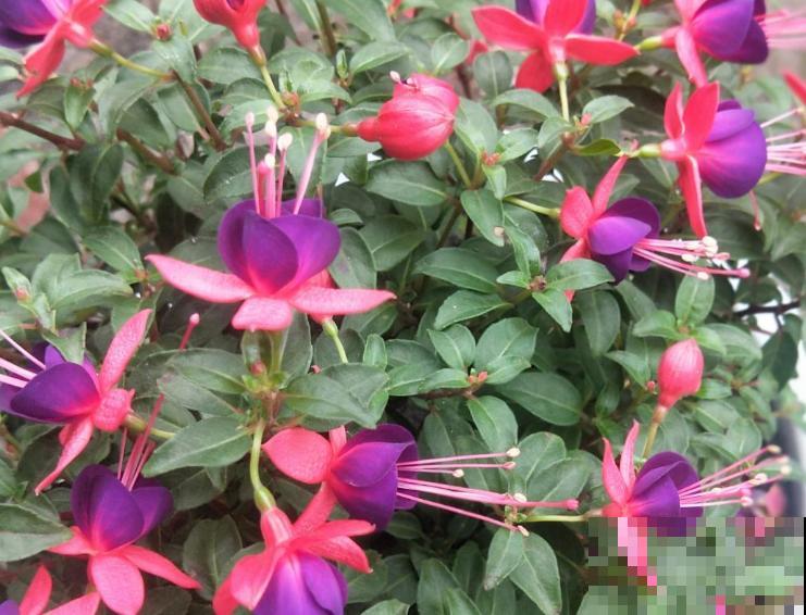 要想繁殖灯笼花，这3种方法最合适，成活率较高