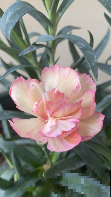 能让阳台秒变花园的4种花卉,颜值爆表花期超长,邻居看了都羡慕 能让阳台秒变花园的4种花卉,颜值爆表花期超长,邻居看了都羡慕