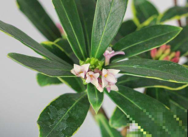 瑞香立秋后养殖,注意这4点,噌噌涨 瑞香立秋后养殖,注意这4点,噌噌涨