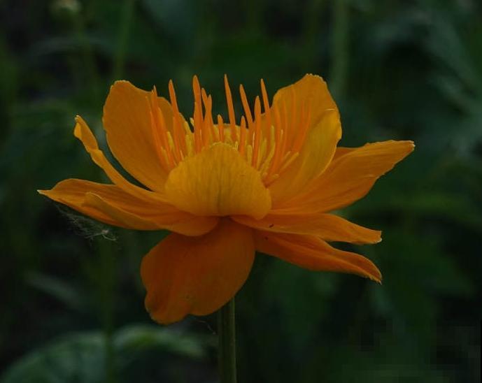 磷酸二氢钾喷施很简单，记住这3点，家里的花越长越好