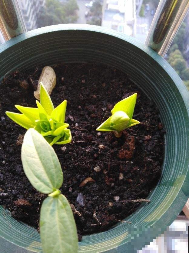 在家自制肥料，省下一大笔肥料钱，这个便宜不占白不占