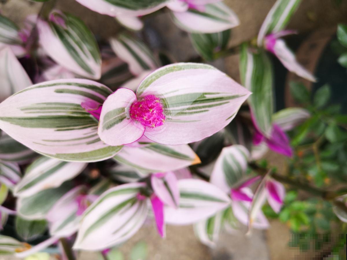 不开花的4种植物，叶子一点也不输花，养起来还超简单