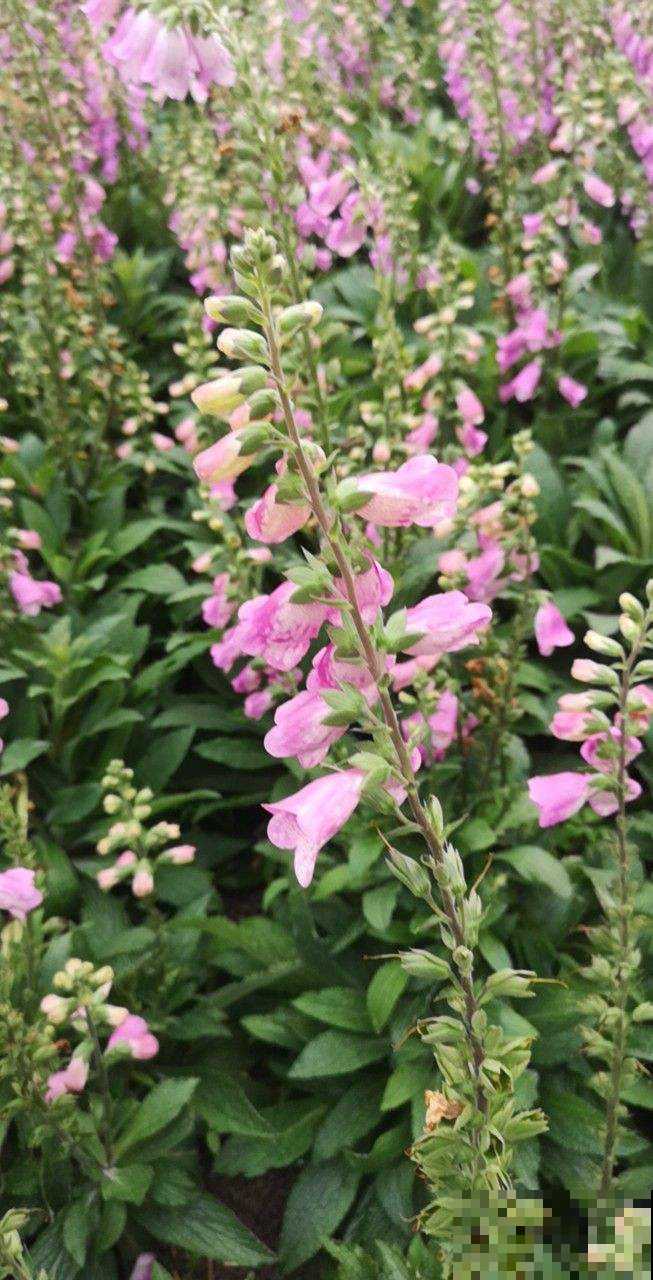 春天路边开满花，30种花能认识一半，就是植物大神