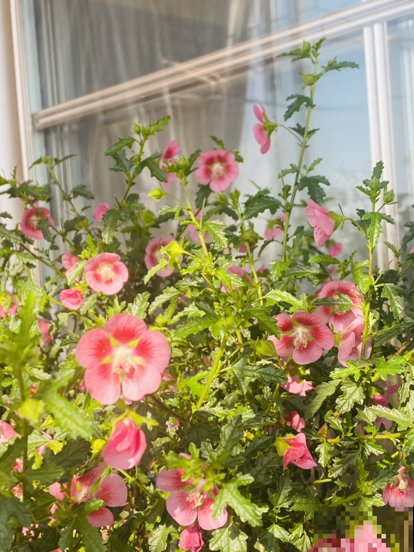 越狠心剪长越旺的小木槿，春天爆开上千朵花，院子变花海