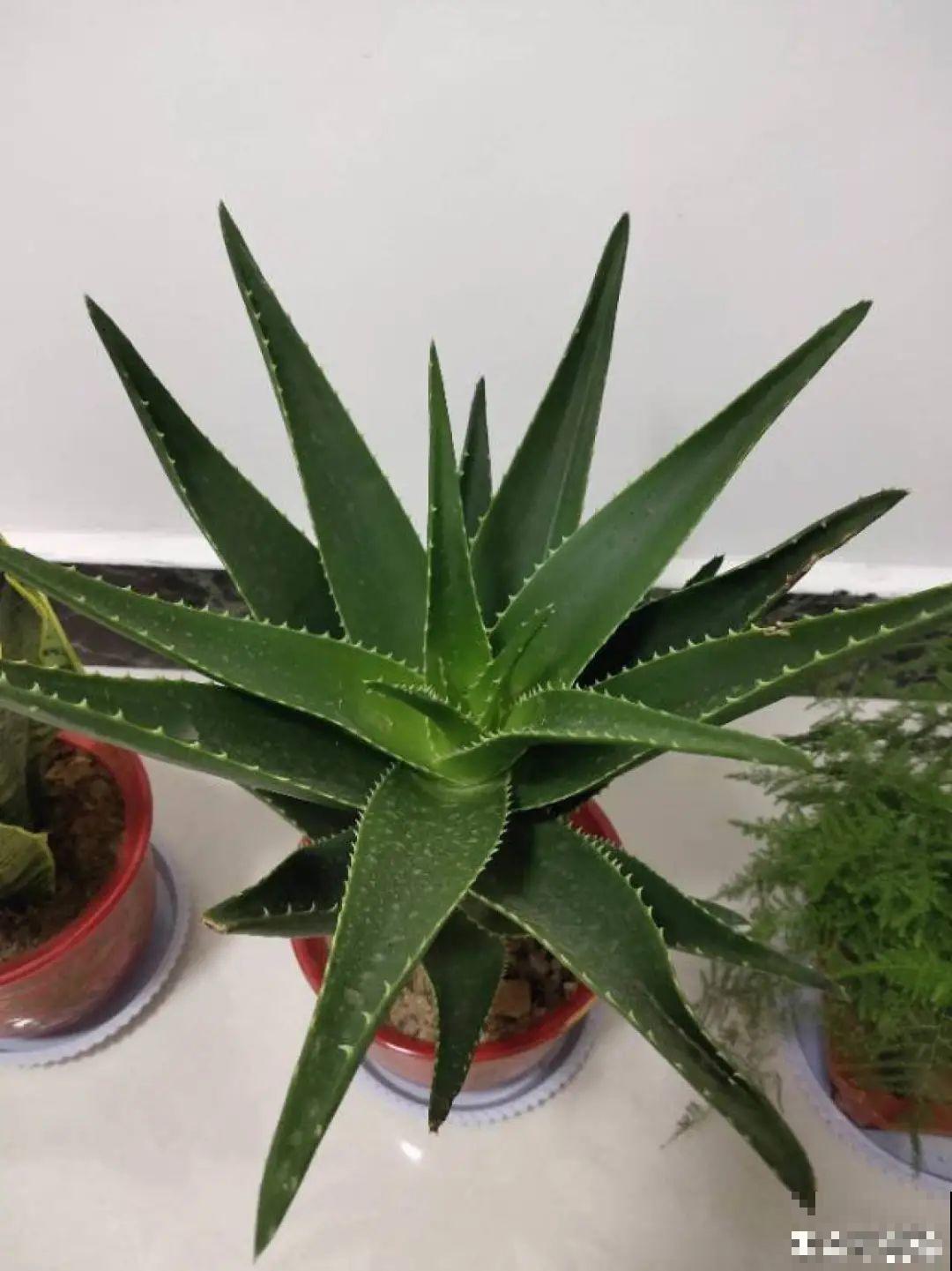 老人常说,6种吉祥花,轻易不开花,开花据说有好运 老人常说,6种吉祥花,轻易不开花,开花据说有好运