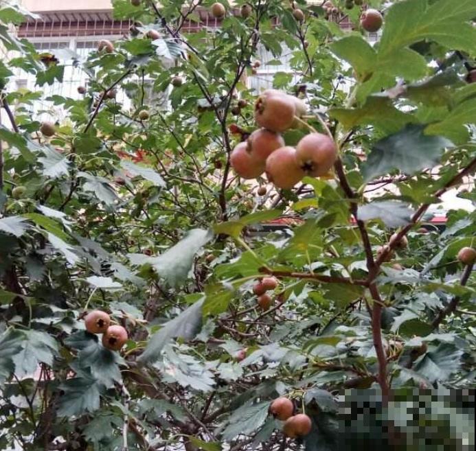 1种“守家树”，枝头结满果子，红红火火有好兆头