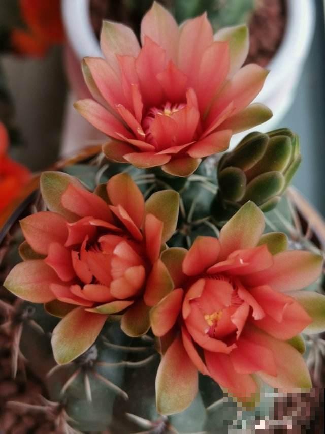 美到令人惊艳的仙人掌花，今年必须入手一盆，开花后跟荷花一样美