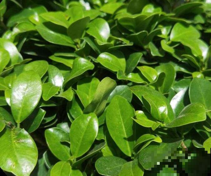 金钱榕有招财好兆头,养护注意4要点,叶子油绿长得壮 金钱榕有招财好兆头,养护注意4要点,叶子油绿长得壮