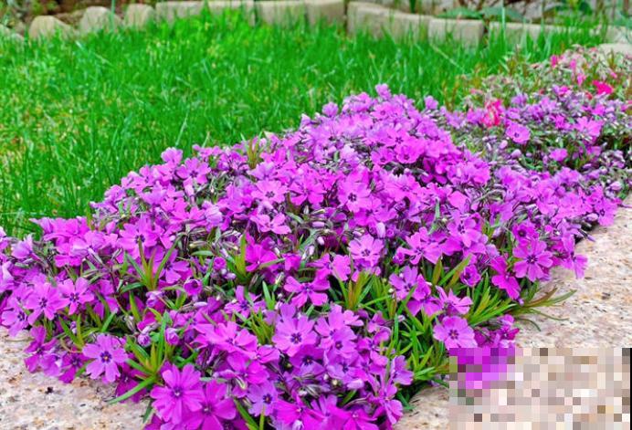 室外花坛花色鲜艳,好看还好养,通常是这4种花 室外花坛花色鲜艳,好看还好养,通常是这4种花