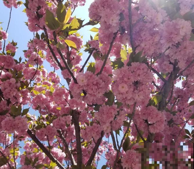 樱花桃花傻傻分不清,记住4要点,轻轻松松分辨 樱花桃花傻傻分不清,记住4要点,轻轻松松分辨