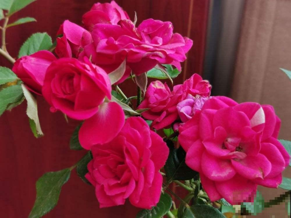 春天谨慎入手的“坑人花”,买一次后悔一年,白花钱还难养 春天谨慎入手的“坑人花”,买一次后悔一年,白花钱还难养