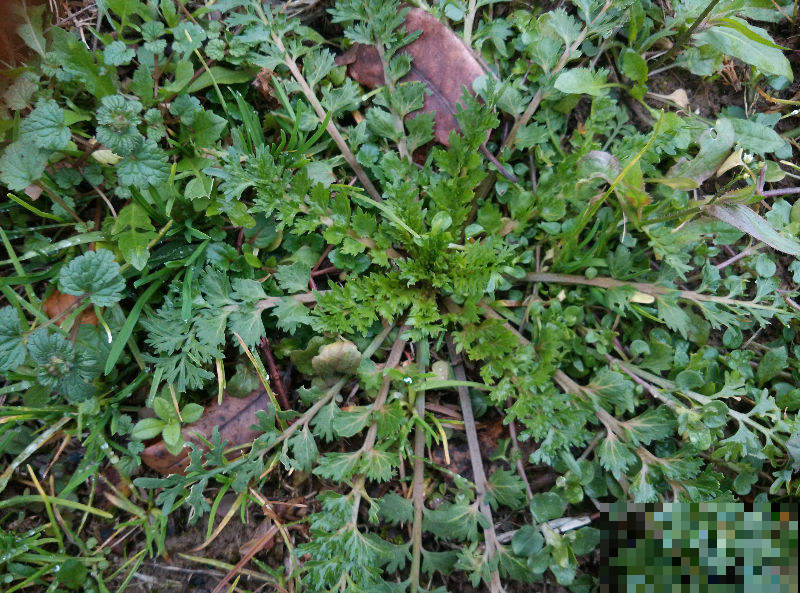 春天路边开满花，30种花能认识一半，就是植物大神
