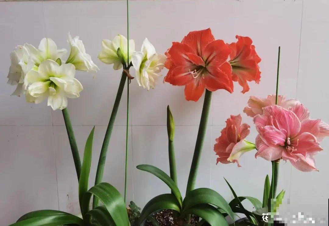 年宵花提前开败,扫兴还“不吉利”,学1招,才能延长花期! 年宵花提前开败,扫兴还“不吉利”,学1招,才能延长花期!