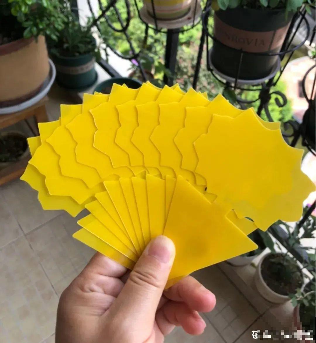 春天请个“护花神”,杀虫效果好,安全放心无污染 春天请个“护花神”,杀虫效果好,安全放心无污染